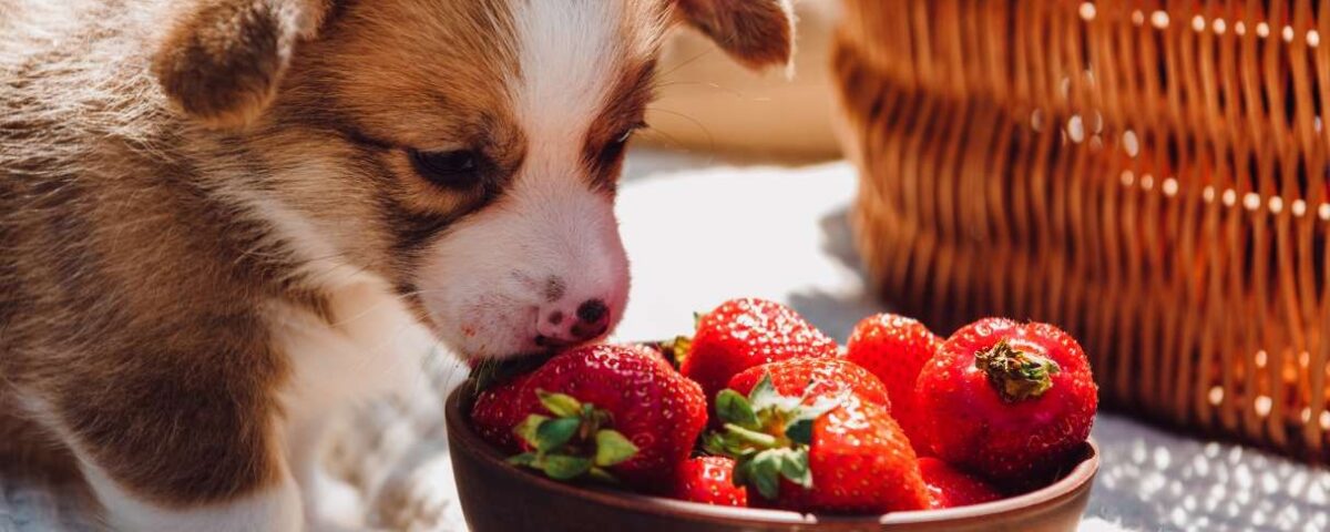 can dogs eat strawberries