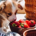 can dogs eat strawberries