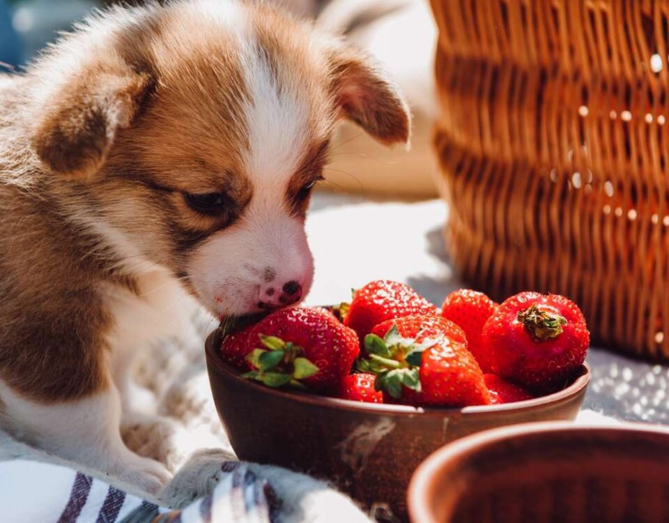 can dogs eat strawberries