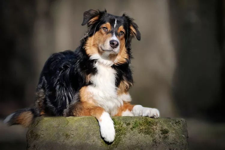 australian shepherd