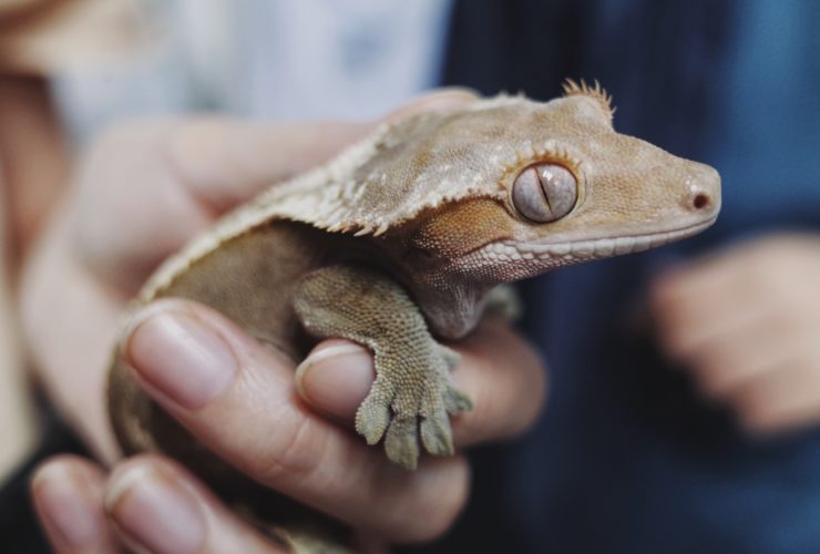crested gecko