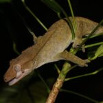 crested gecko