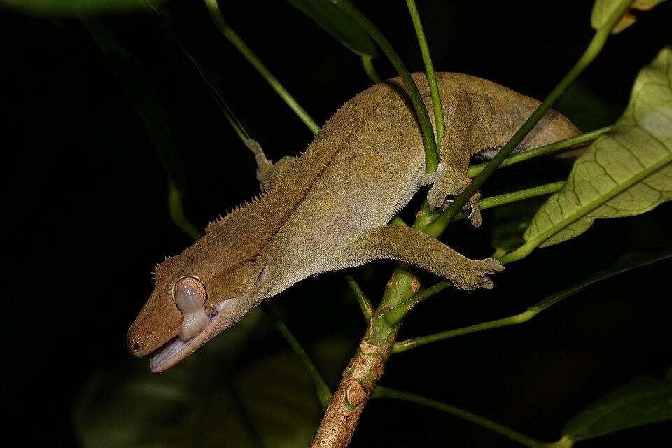 crested gecko